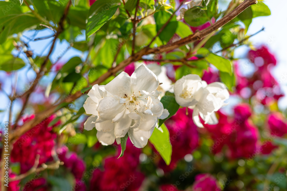Obraz premium white rose between red roses