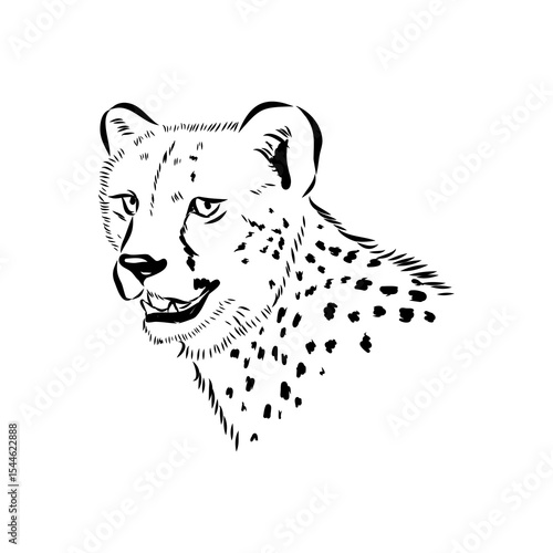 cheetah, fanlight sketch