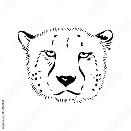 cheetah, fanlight sketch
