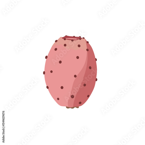 Pink Prickly Pear Cactus Fruit Illustration.