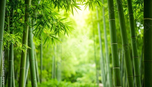 竹林・日本の和風の癒し風景