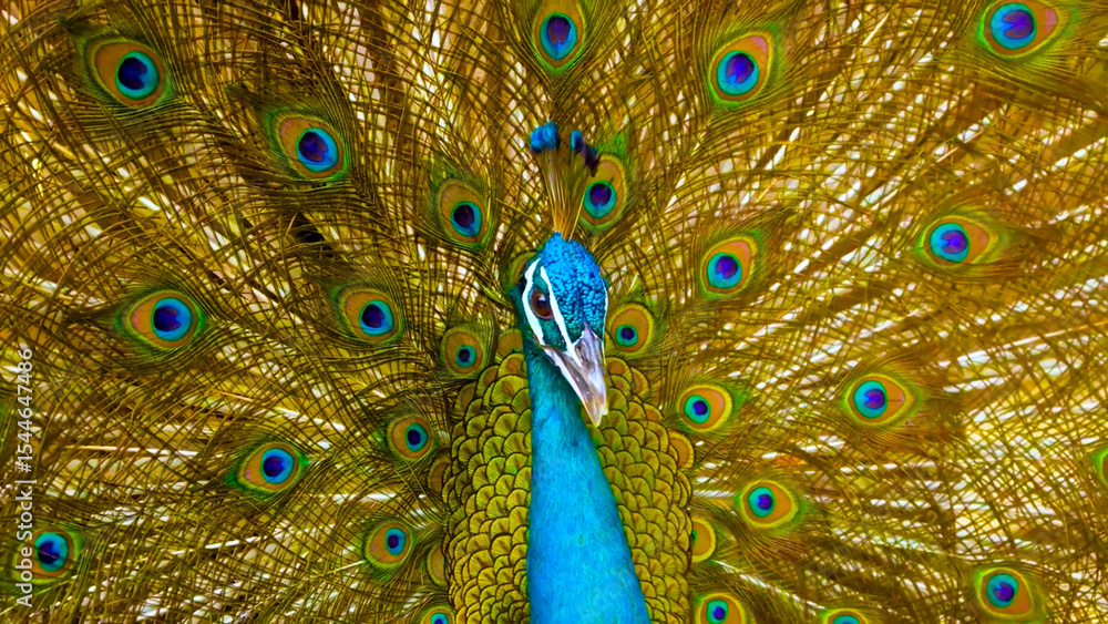 Obraz premium Peacock Displaying Feathers Front View - Series (2 of 3)