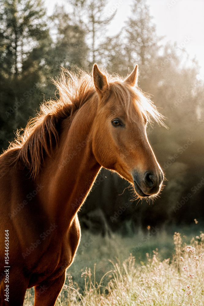 Obraz premium Majestic brown horse standing in sunlit meadow with trees 
