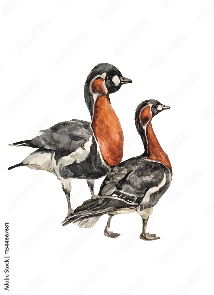 Obraz premium Watercolor duck