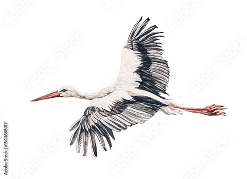 Watercolor bird heron