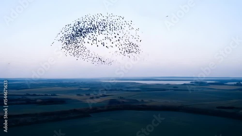 A flock of birds flying in formation over a vast landscape. Murmuration birds show collective intelligence and nature. Aerial footage.