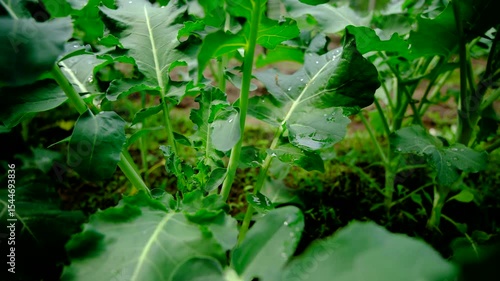 Close up of tiny broccoli heads or crowns growing in the middle while moving camera away revealing more plants growing next to garden bed of red beets
