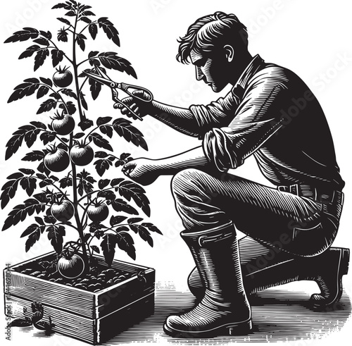Attentive gardener pruning tomato plant with meticulous care in