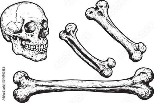 Detailed Black and White Illustration of Human Skull and Various