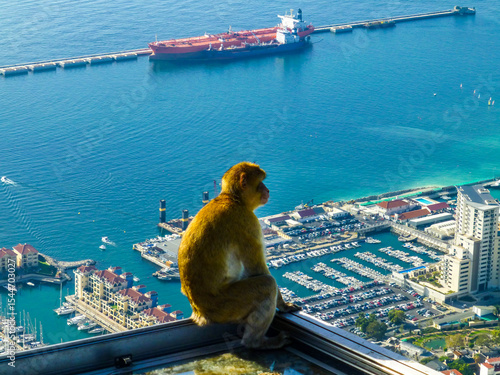 Barbary Macaque Overlooking Gibraltar Marina and Harbor