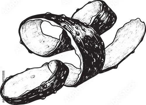 Detailed black and white illustration of a cucumber peel isolate