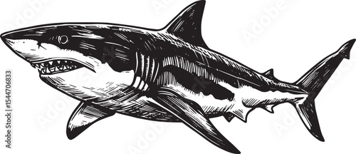 Detailed black and white illustration of a great white shark on
