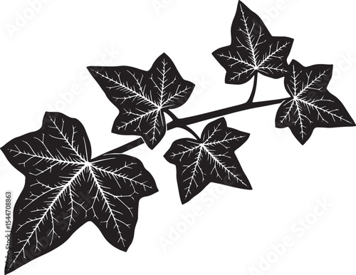 Black and white illustration of ivy leaves on a white background