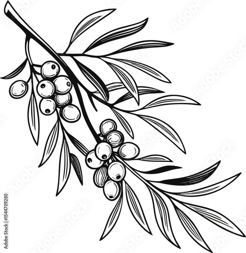 Black and white floral vector illustration of a branched olive tree with blossoms, a beautiful nature-inspired tattoo design