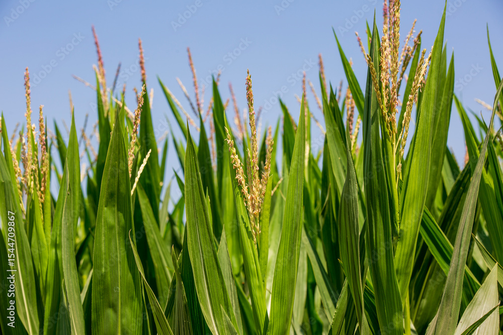 Fototapeta premium cornfield close-up agricultural field