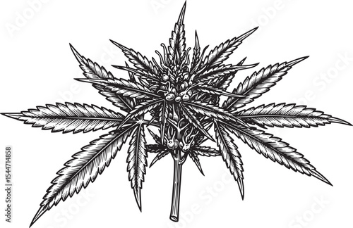 Intricate black and white illustration of a cannabis plant in fu