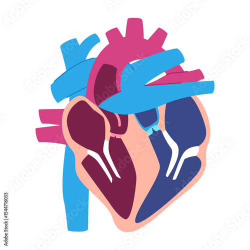 Heart anatomy illustration without label no text human hearts diagram