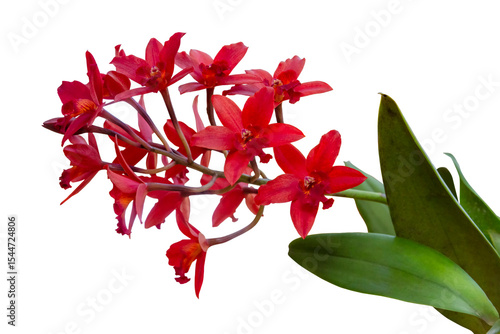 Red cattleya orchid flower with isolated on transparent background, PNG	