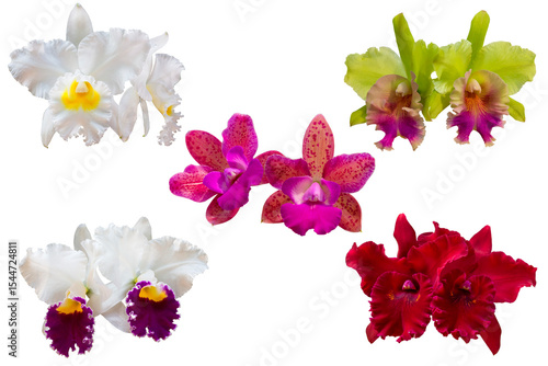 Set of Colorful cattleya orchid flowers in nature with isolated on transparent background. Top view of many exotic flowers. PNG
