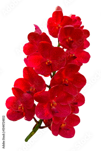 A beautiful Ascocenda orchid plant and red orchid flowers in bloom with isolated on transparent background. PNG