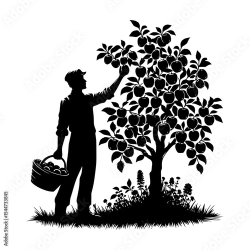 Silhouette of farmer harvesting apples from tree