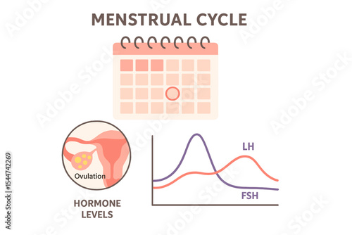 Calendar for tracking menstrual cycles, the process of ovulation, and hormone levels
