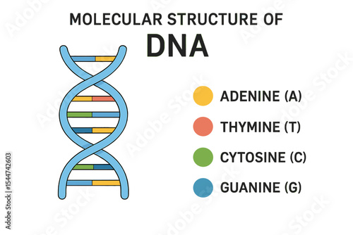 Illustrated Vector Infographic Showing The Molecular Structure Of DNA For Educational Purposes