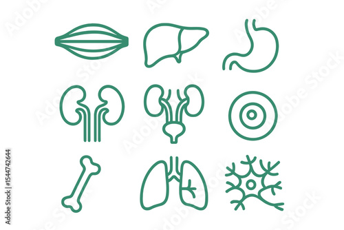 Vector illustration of human anatomy organs includes icons for muscle, liver, stomach, kidney, urinary system, eyeball, bone, lung, and neuron outline pictogram in green color with editable stroke
