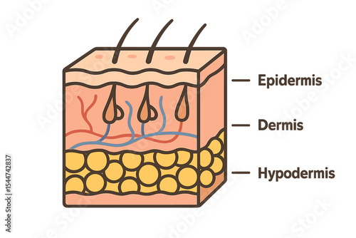 The human skin consists of three primary layers, as depicted in a medical illustration