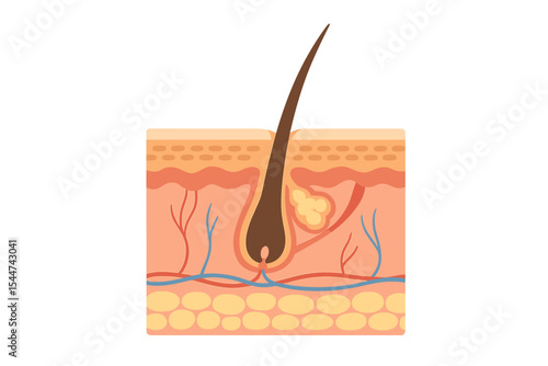 The anatomy of healthy human skin is comprised of a layered epidermis that includes hair follicles, sweat glands, and sebaceous glands, as depicted in a medical vector illustration