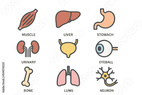 Vector illustration of human anatomy organs and icons, including muscle, liver, stomach, kidney, urinary system, eyeball, bone, lung, and neuron, in 64x64 pixel perfect resolution with editable