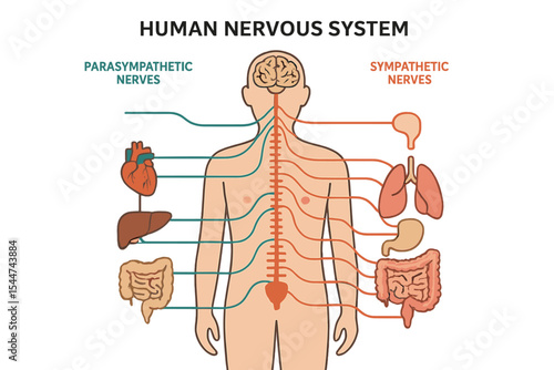 Medical vector illustration diagram of the human nervous system, including parasympathetic and sympathetic nerves and their connections to inner organs