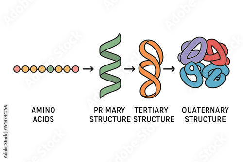 The hierarchy of protein structure ranges from amino acids to complex protein molecules