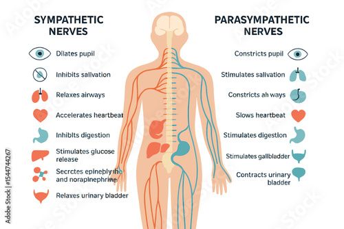 The human nervous system, including the anatomy and functions of sympathetic and parasympathetic nerves, is illustrated in a vector diagram showing the spinal cord's control over internal organs