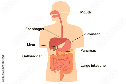 A flat color diagram of the human biological digestive system is suitable for medical apps and websites
