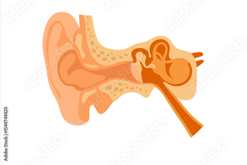 The human ear's anatomical composition, including its internal structure and the organ responsible for hearing, is depicted in a vector illustration