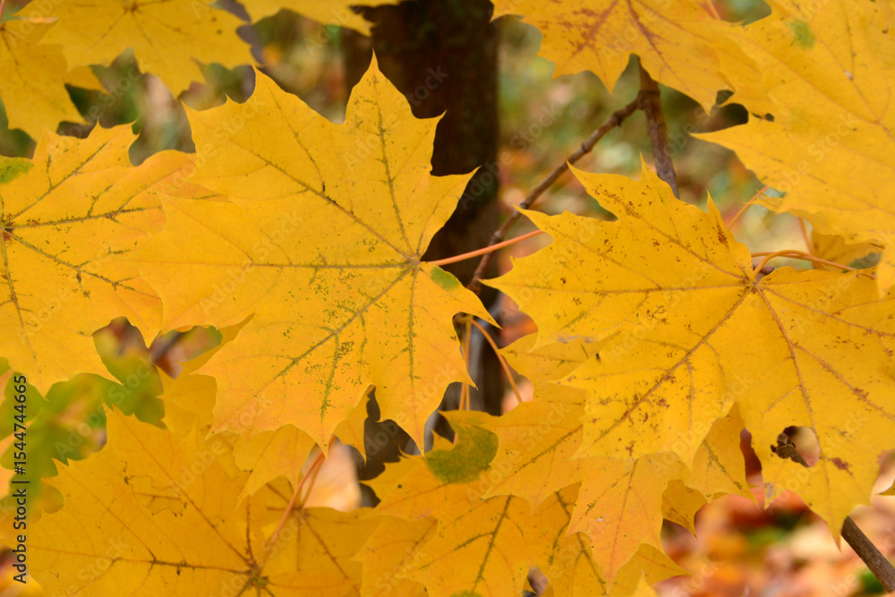 Fototapeta premium Close-up of Vibrant Yellow Maple Leaves on the branch in Autumn