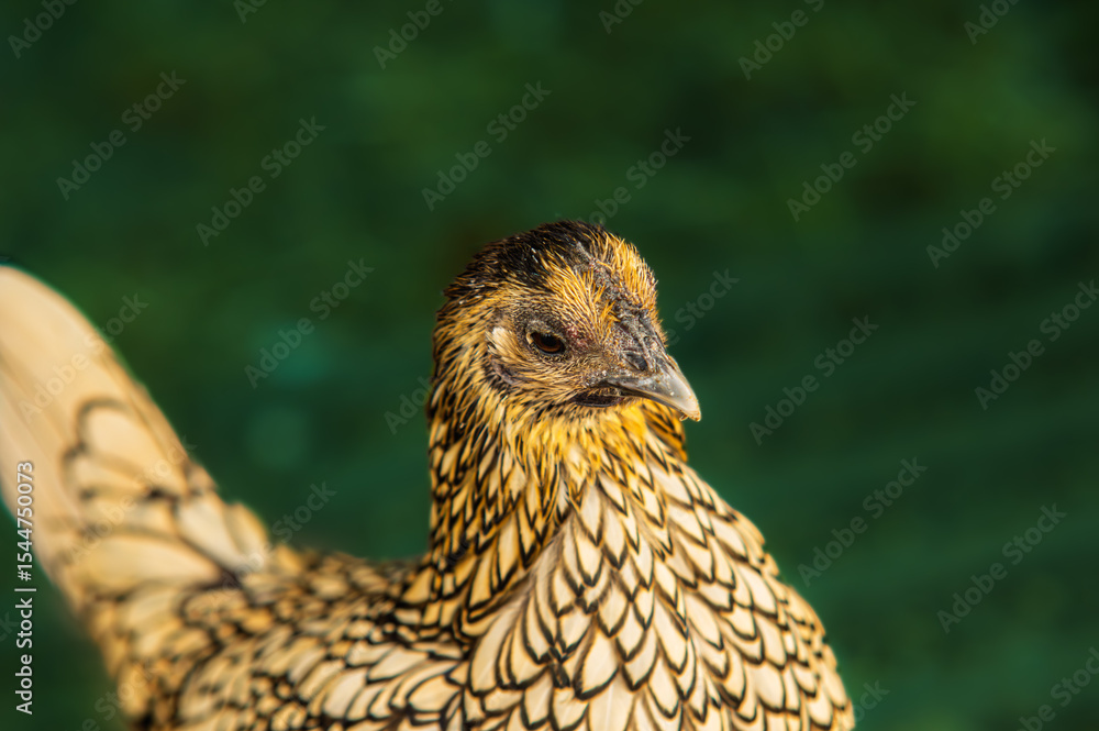 Obraz premium Ameraucana Chicken Head Looking Haughty