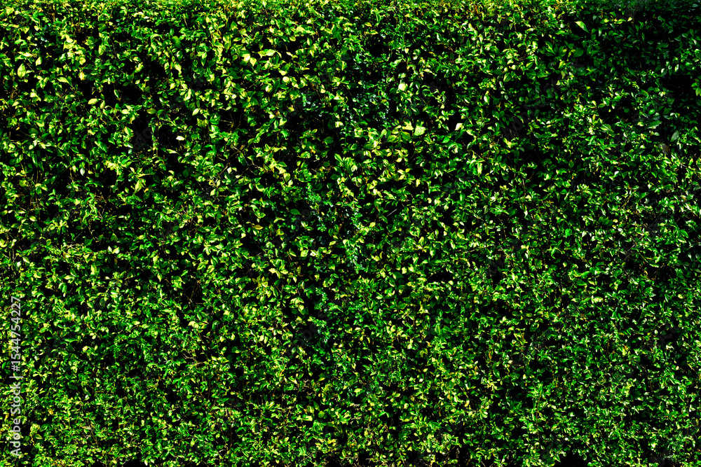 Lush green hedge texture with dense foliage and natural leaf pattern Lush green hedge texture with dense foliage and natural leaf pattern