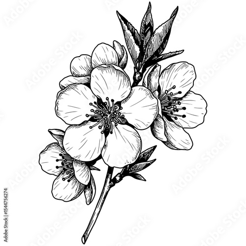 Elegant hand-drawn vector illustration of cherry blossoms with detailed petals, leaves, and buds in monochrome line art style, perfect for botanical designs and decorative purposes.