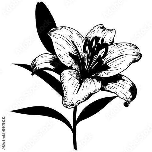 Detailed black and white hand-drawn illustration of a blooming lily flower with fine lines and intricate petal textures, ideal for botanical designs and vintage floral art.