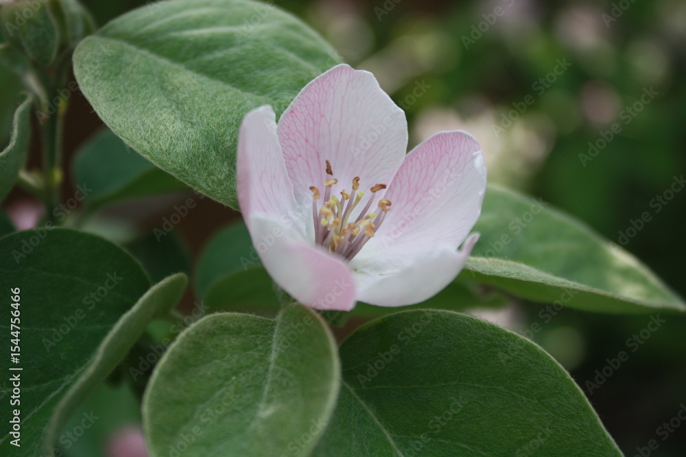 Obraz premium pink lotus flower