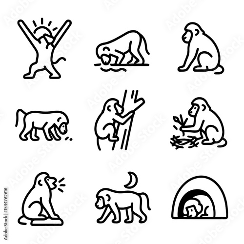 Baboon Daily Icons. Outline icon set of baboon daily activities: sunrise stretch, water drinking, midday rest, afternoon forage,