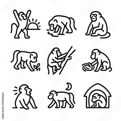 Baboon Daily Icons. Outline icon set of baboon daily activities: sunrise stretch, water drinking, midday rest, afternoon forage,