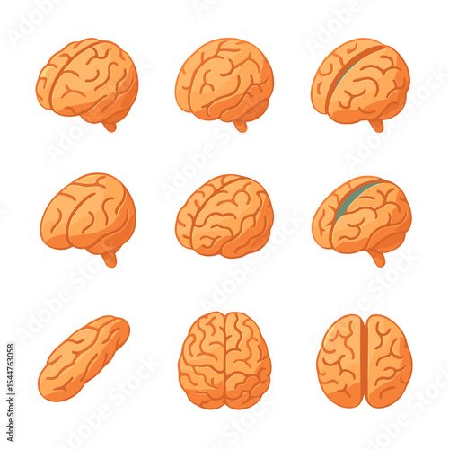 Brain Anatomy Icons. Isometric Flat icon set of brain sulci and gyri: central sulcus, lateral sulcus, parieto-occipital sulcus,