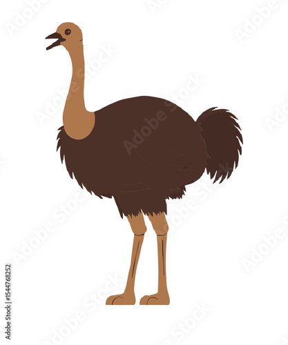 Illustration of a Brown Ostrich