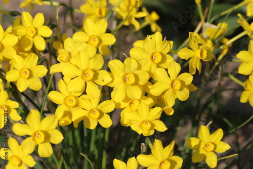日本の春の公園に咲くイトハスイセンの黄色い小さな花