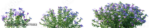Fotografia Set of Vinca minor (common names lesser periwinkle or dwarf periwinkle) flowerin
