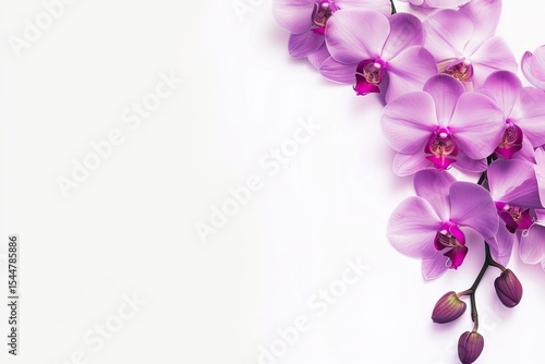Premium Quality Visual of Orchids Flower Isolated on White Background
