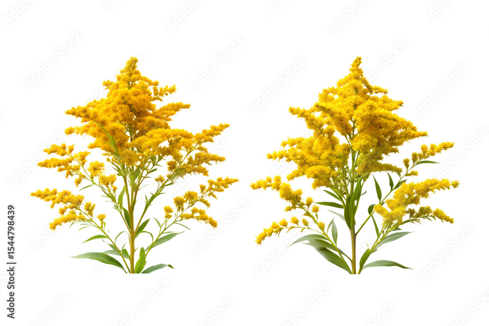 Goldenrod Flower Bundle Goldenrod Flower Bundle